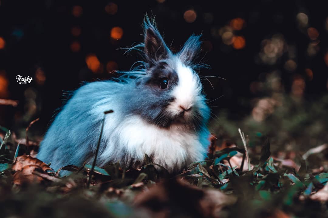 Caractéristique d’un lapin